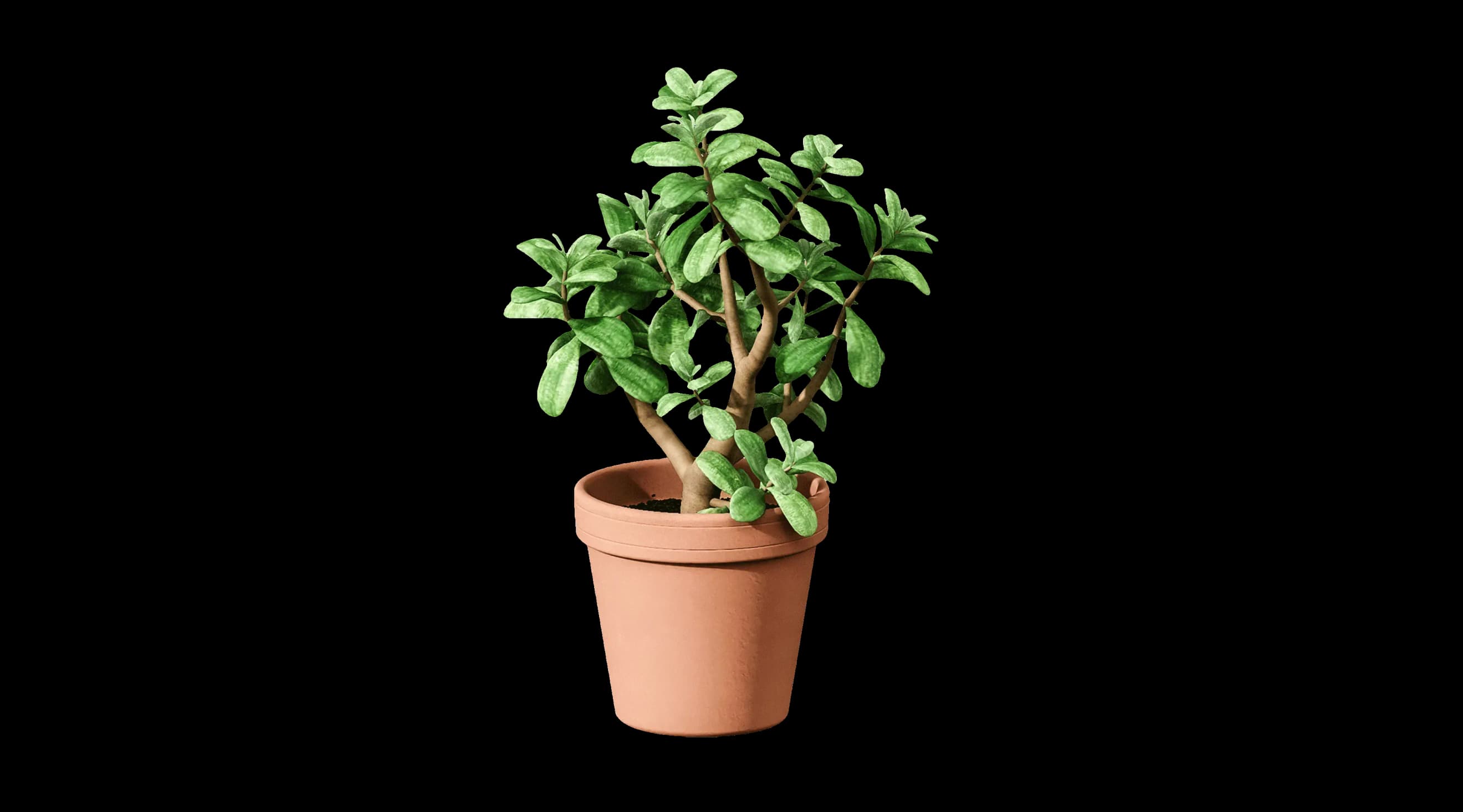 Кімнатна рослина з товстими гілками в глиняному горщику Кімнатна рослина з товстими гілками в глиняному горщику